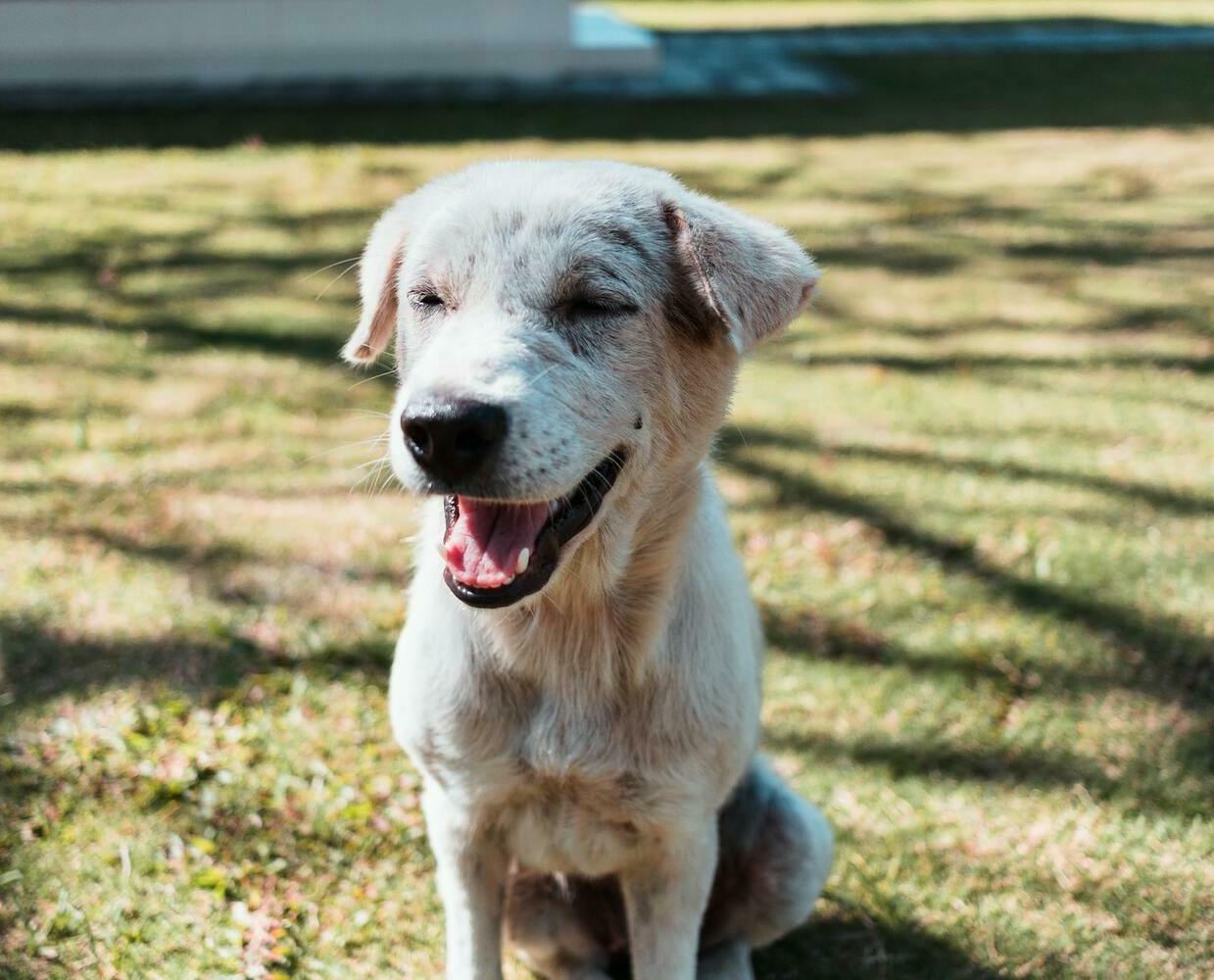 Вывоз животных из Индонезии в Россию | Balipets